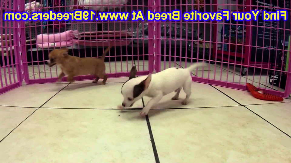 Chihuahua Puppies For Sale In Utah