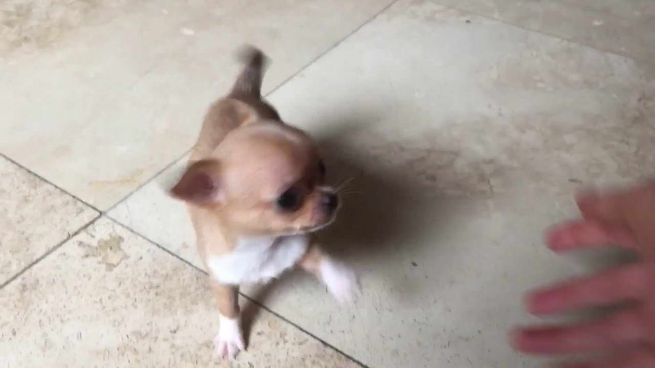 Chihuahua Puppies For Sale Inland Empire