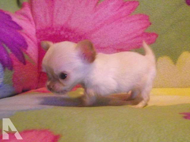 Chihuahua Puppies For Sale Ky