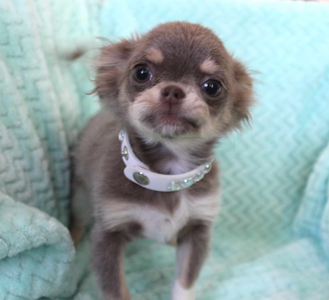 Chihuahua Puppies For Sale Las Vegas PETSIDI