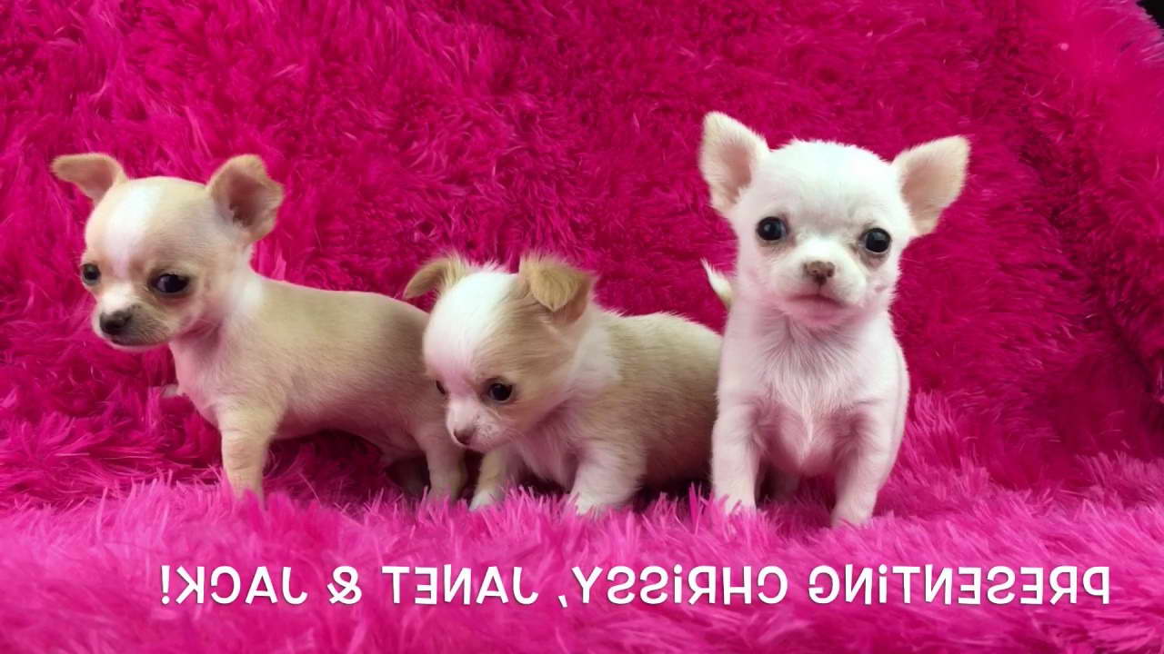 Chihuahua Puppies For Sale Los Angeles Ca