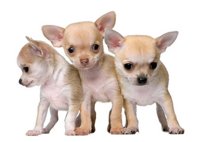 Chihuahua Puppies For Sale Miami