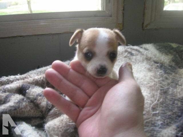 Chihuahua Puppies For Sale Michigan PETSIDI