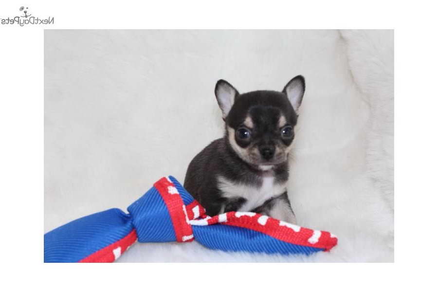 Chihuahua Puppies For Sale Missouri