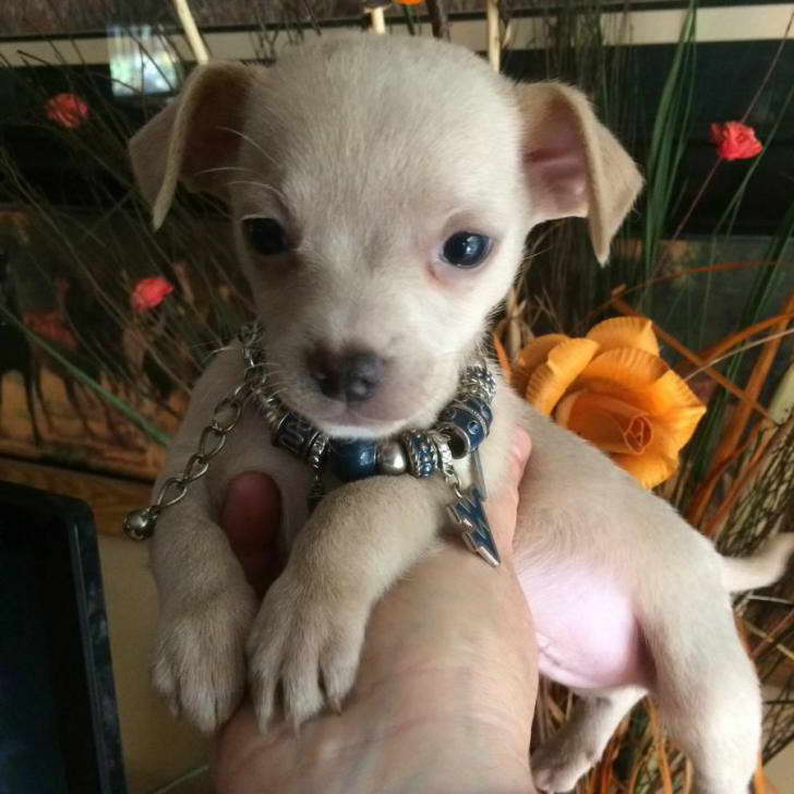 Chihuahua Puppies For Sale New Mexico PETSIDI