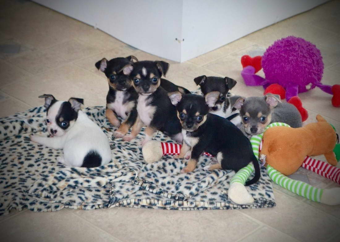 Chihuahua Puppies For Sale Nh | PETSIDI