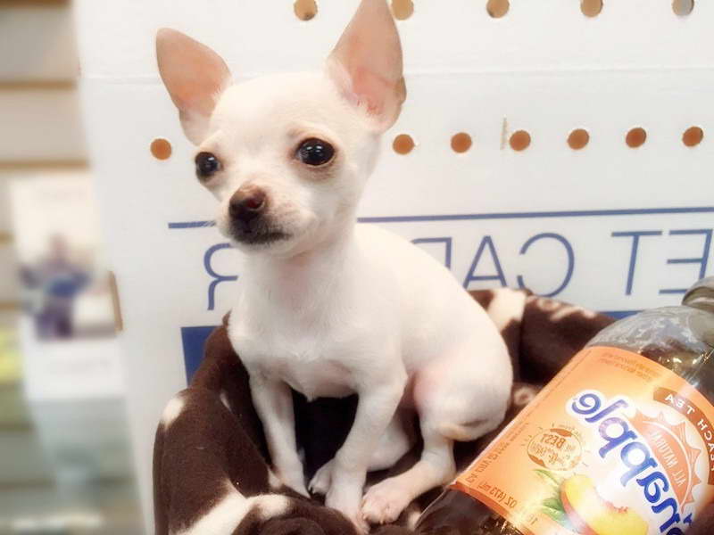 Chihuahua Puppies For Sale Nyc