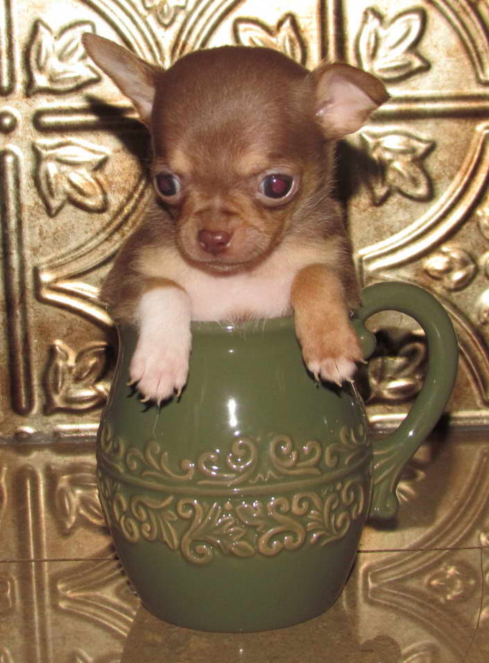 Chihuahua Puppies For Sale Rochester Ny