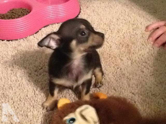 Chihuahua Puppies For Sale Sacramento