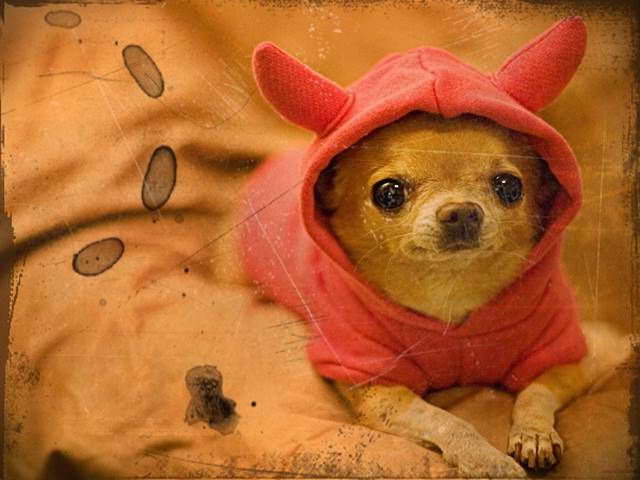 Chihuahua Puppies For Sale San Antonio