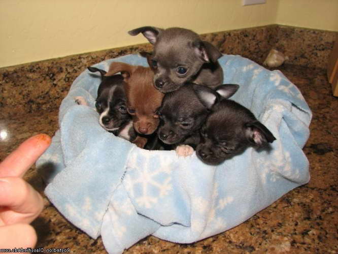 Chihuahua Puppies For Sale Tucson Az