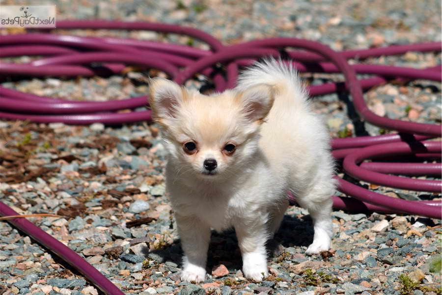 Chihuahua Puppies In Va PETSIDI