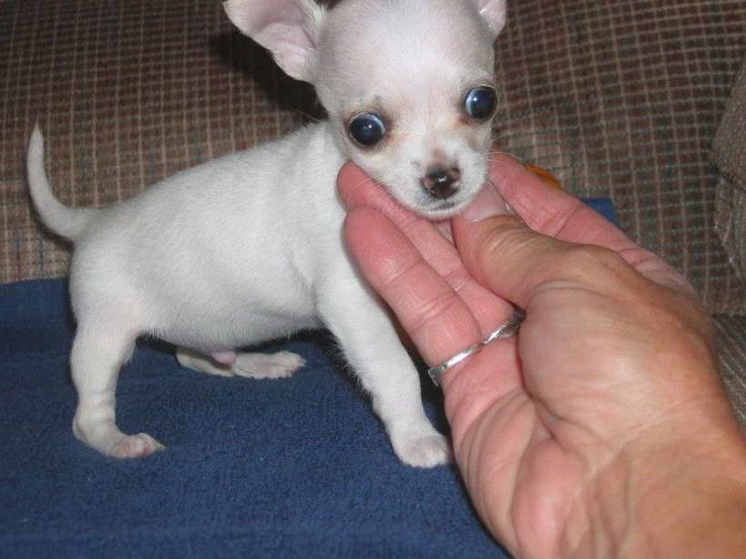 Chihuahua Puppies Iowa