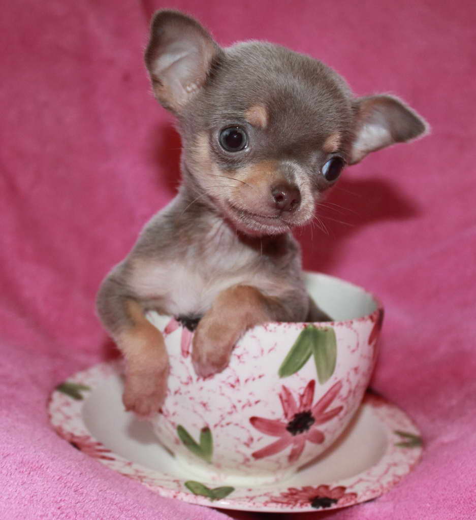 Chihuahua Puppies Ma