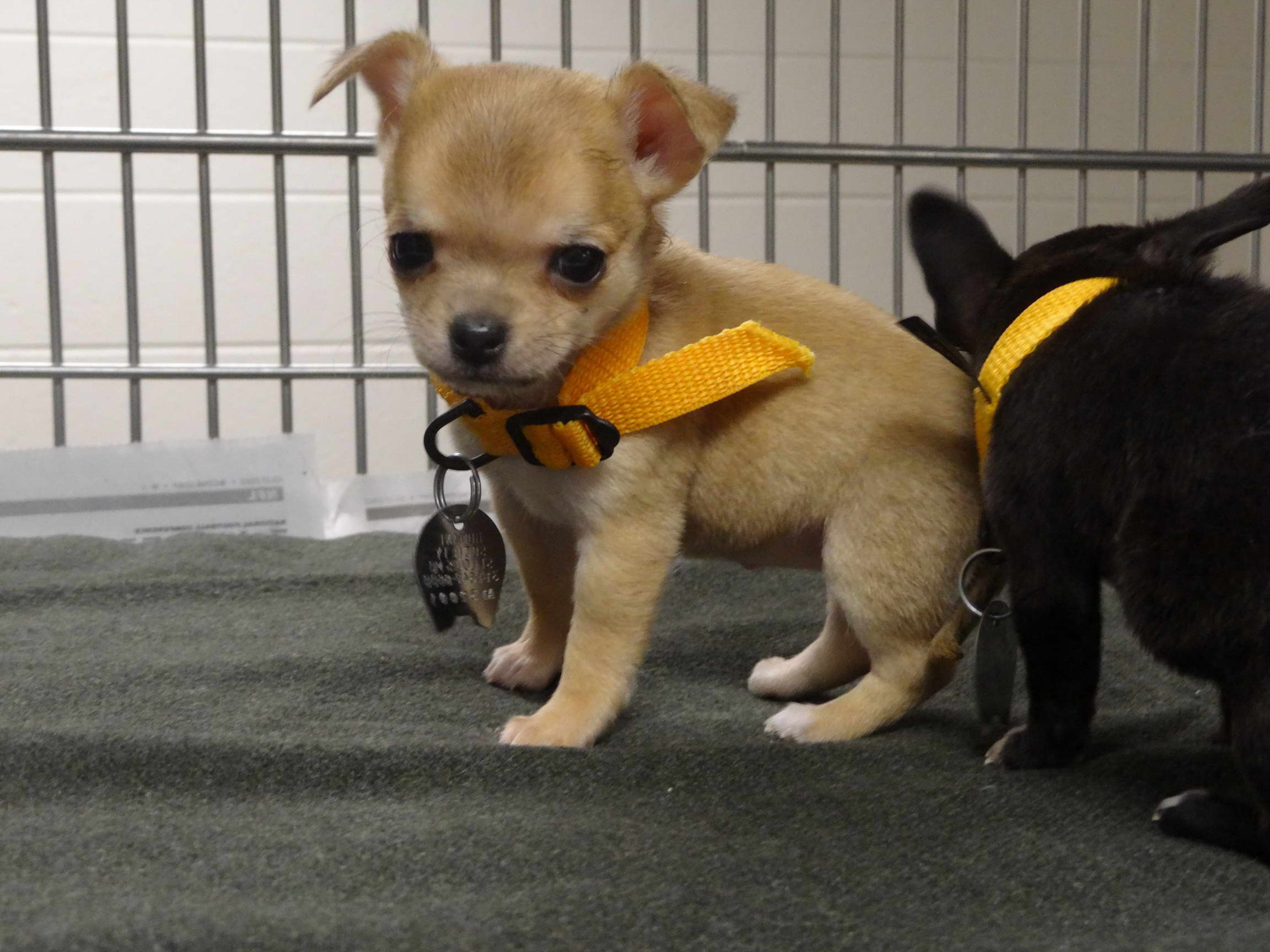 Chihuahua Puppies Missouri PETSIDI