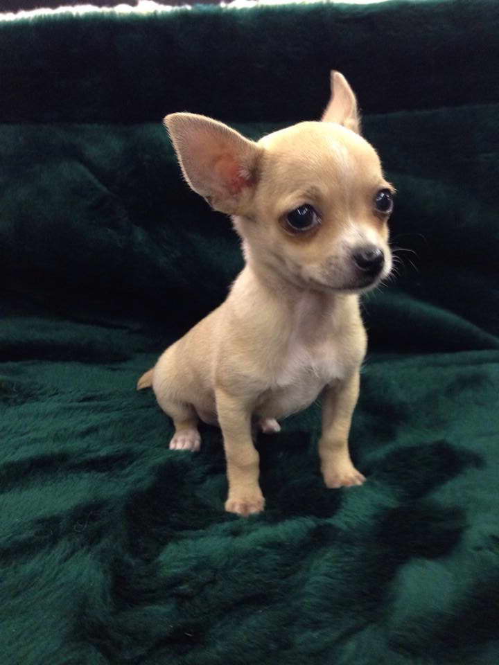 Chihuahua Puppies Nc