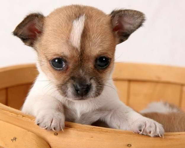 Chihuahua Puppies Ohio
