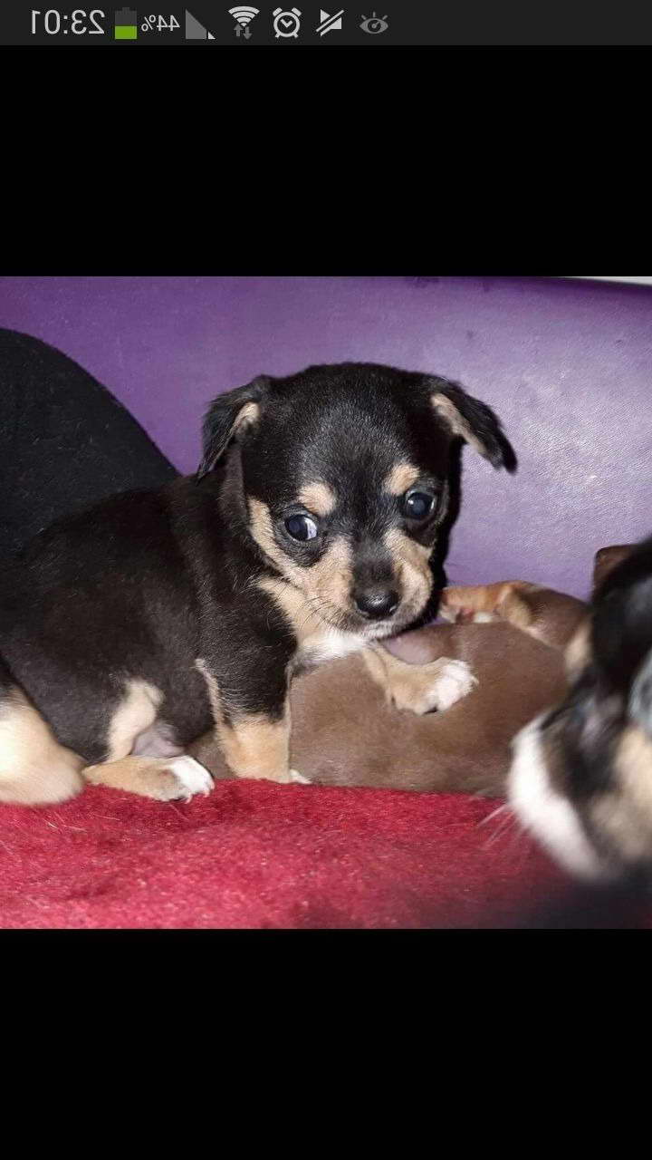 Chihuahua Puppies Pittsburgh