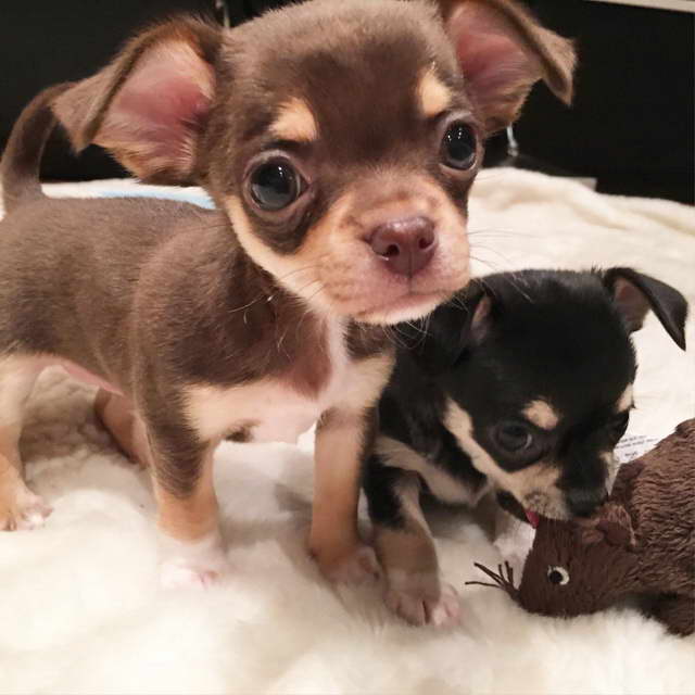 Chihuahua Puppies Sale