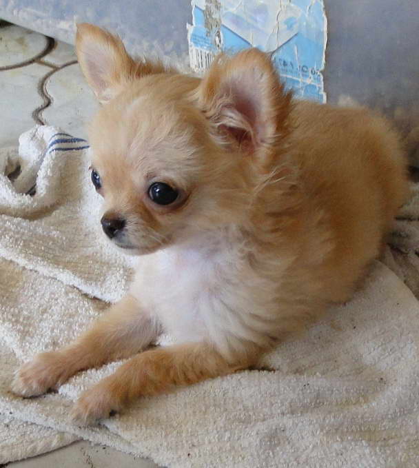 Chihuahua Puppies Springfield Mo