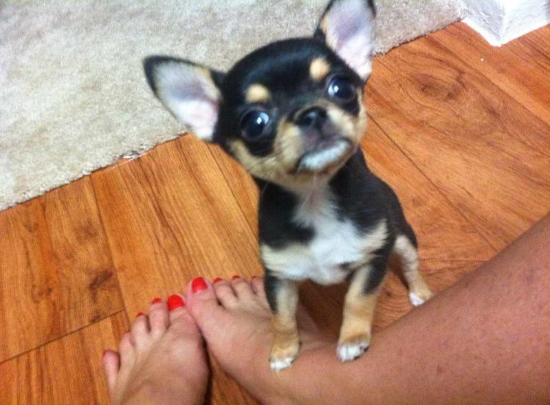 Chihuahua Puppies Texas