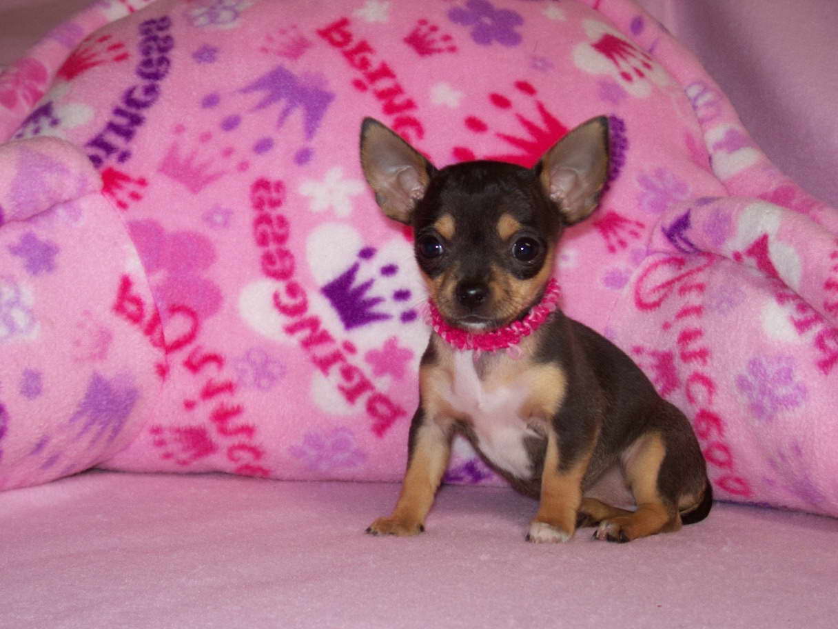 Chihuahua Puppies Toys