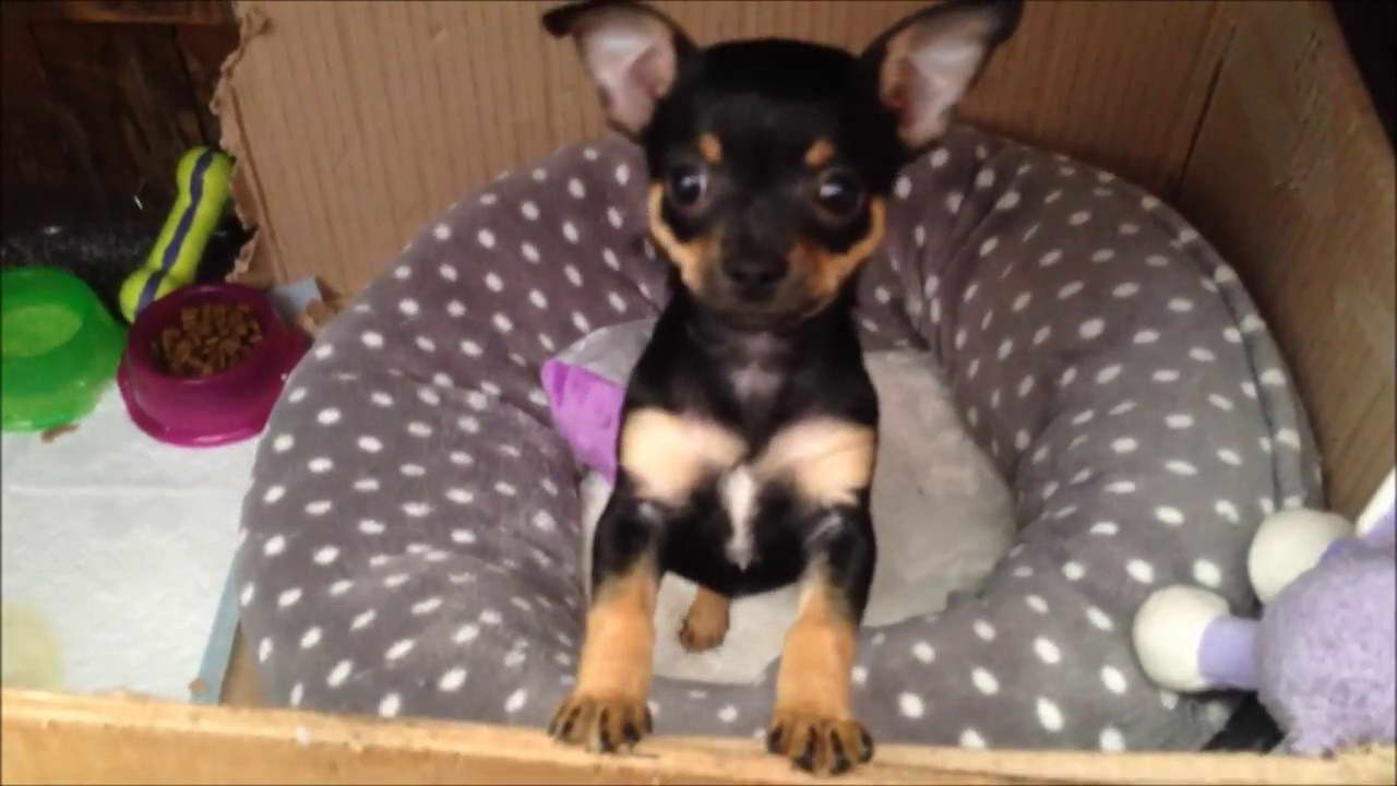 Chihuahua Puppy Black And Tan