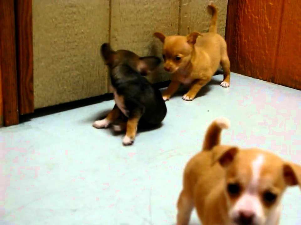 Chihuahua Puppy California