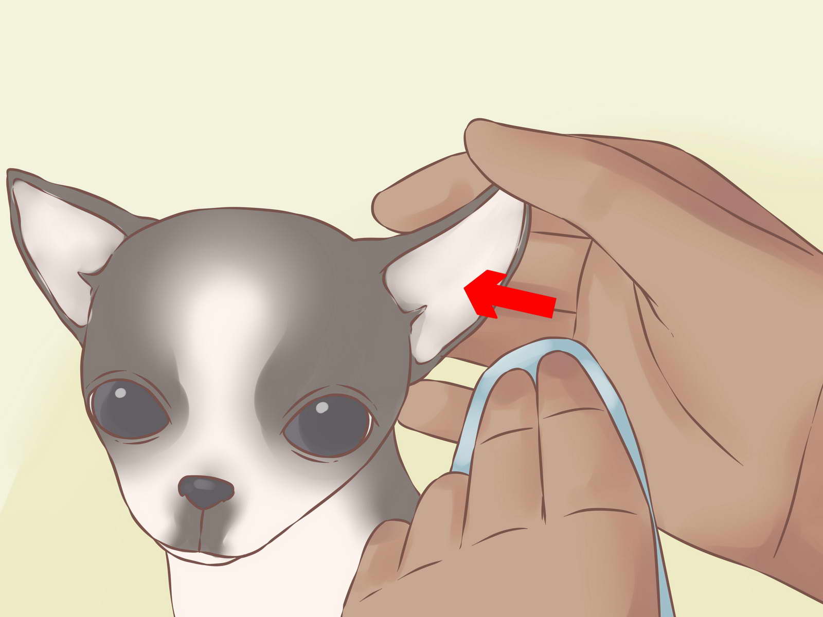 Chihuahua Puppy Care