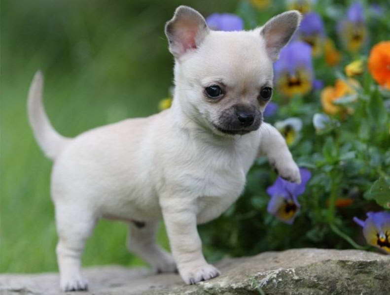 Chihuahua Puppy Cost