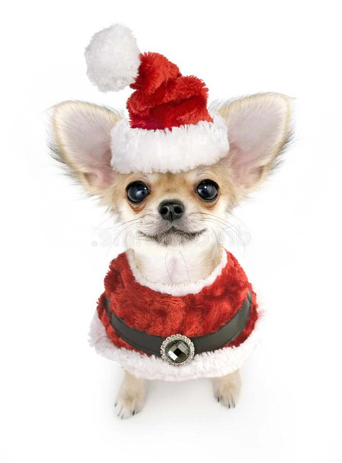 Chihuahua Puppy Costumes