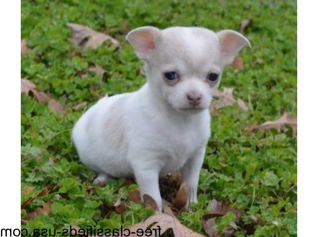 Chihuahua Puppy For Adoption