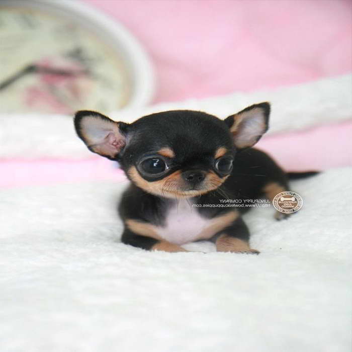 Chihuahua Puppy For Sale In Michigan