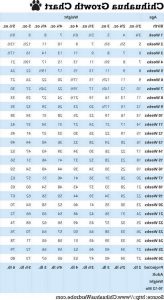 Chihuahua Puppy Growth Chart