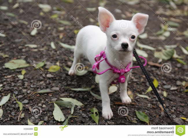 Chihuahua Puppy Harness