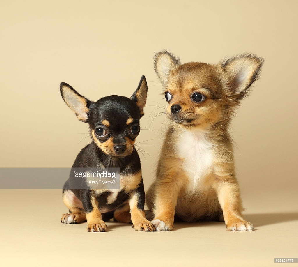 Chihuahua Puppy Info