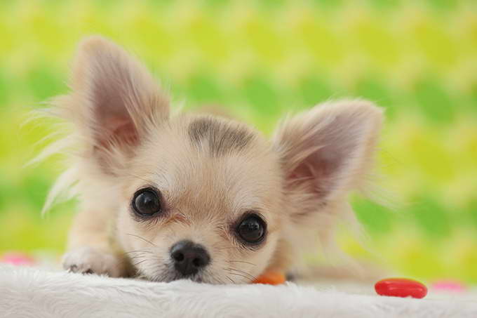 Chihuahua Puppy Photos