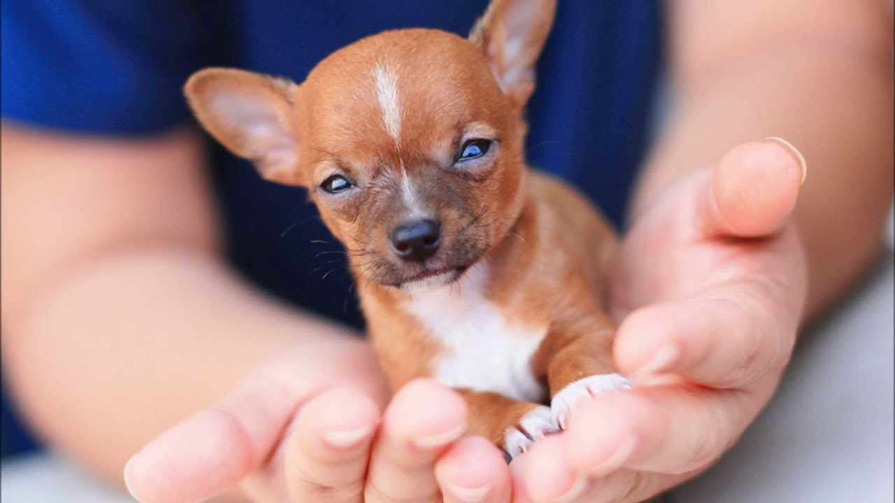 Chihuahua Puppy Price PETSIDI