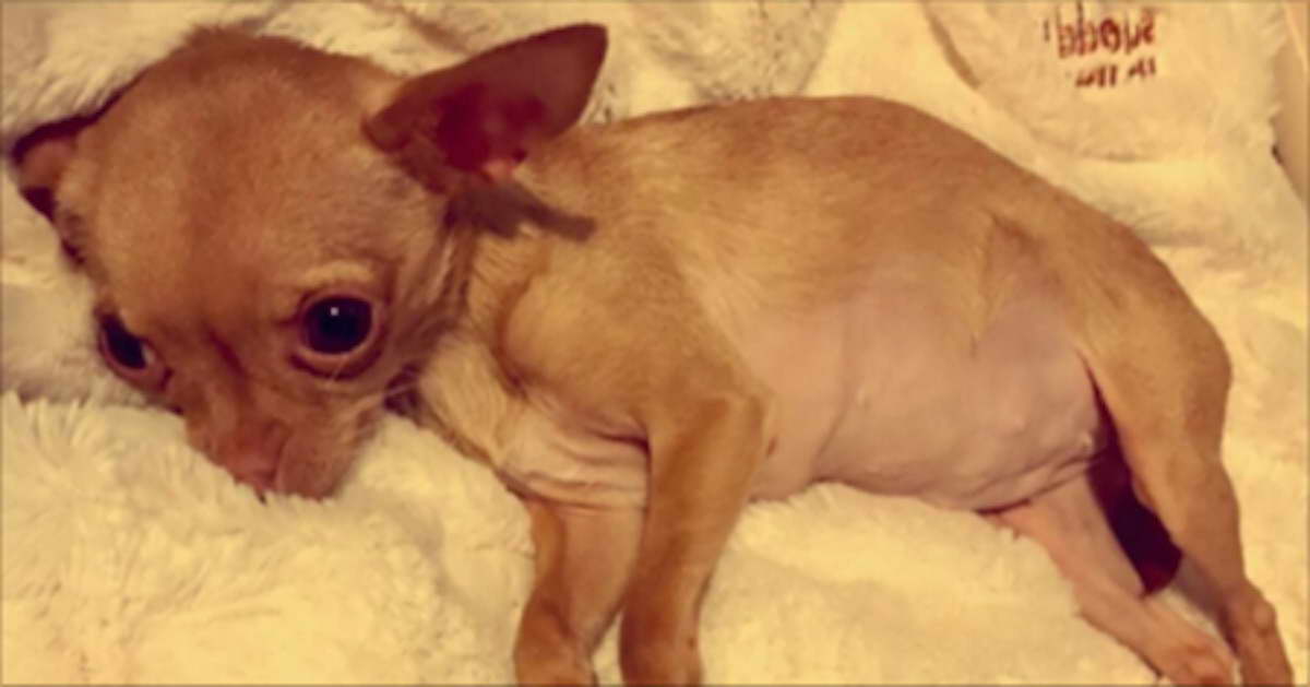 Chihuahua Puppy Rescue