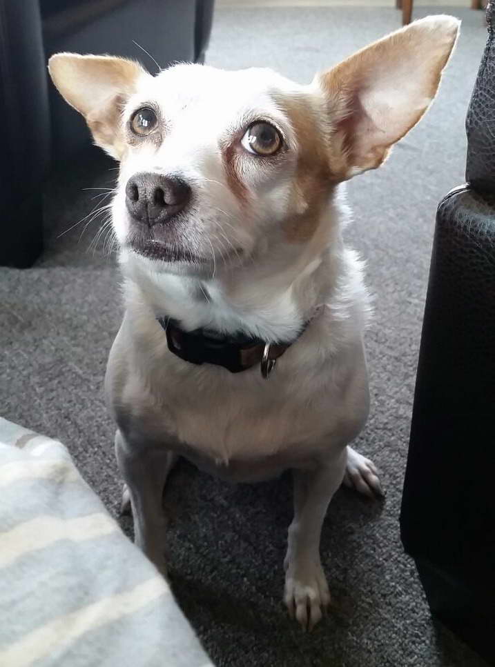 Chihuahua Puppy Seattle