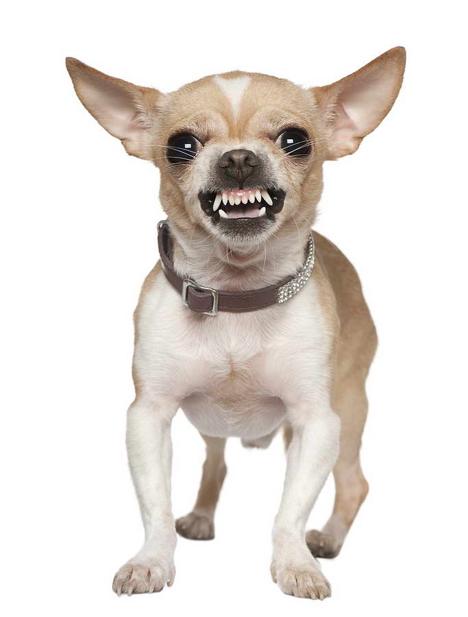 Chihuahua Puppy Teeth