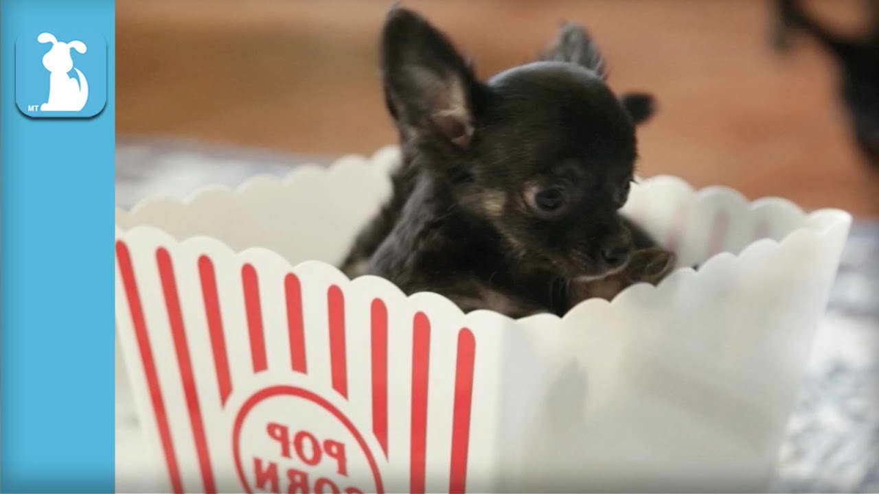 Chihuahua Puppy Video