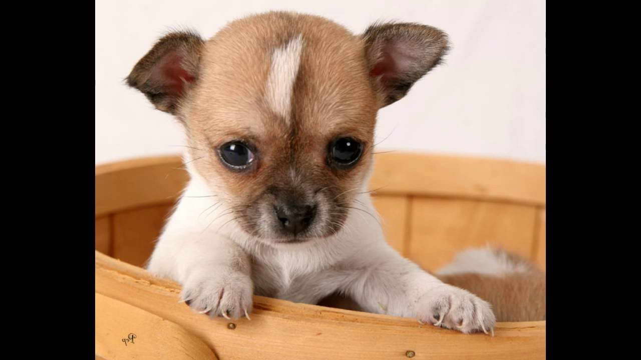 Chihuahua Puppy Videos