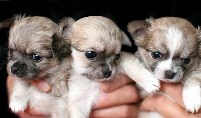 Chihuahua Pups