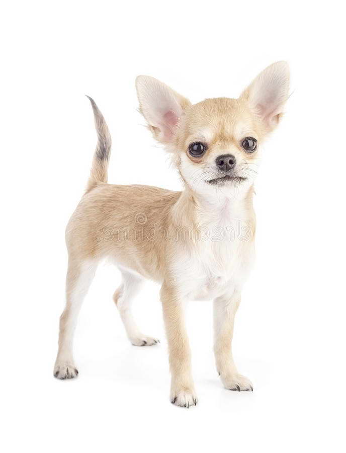 Chihuahua Purebred
