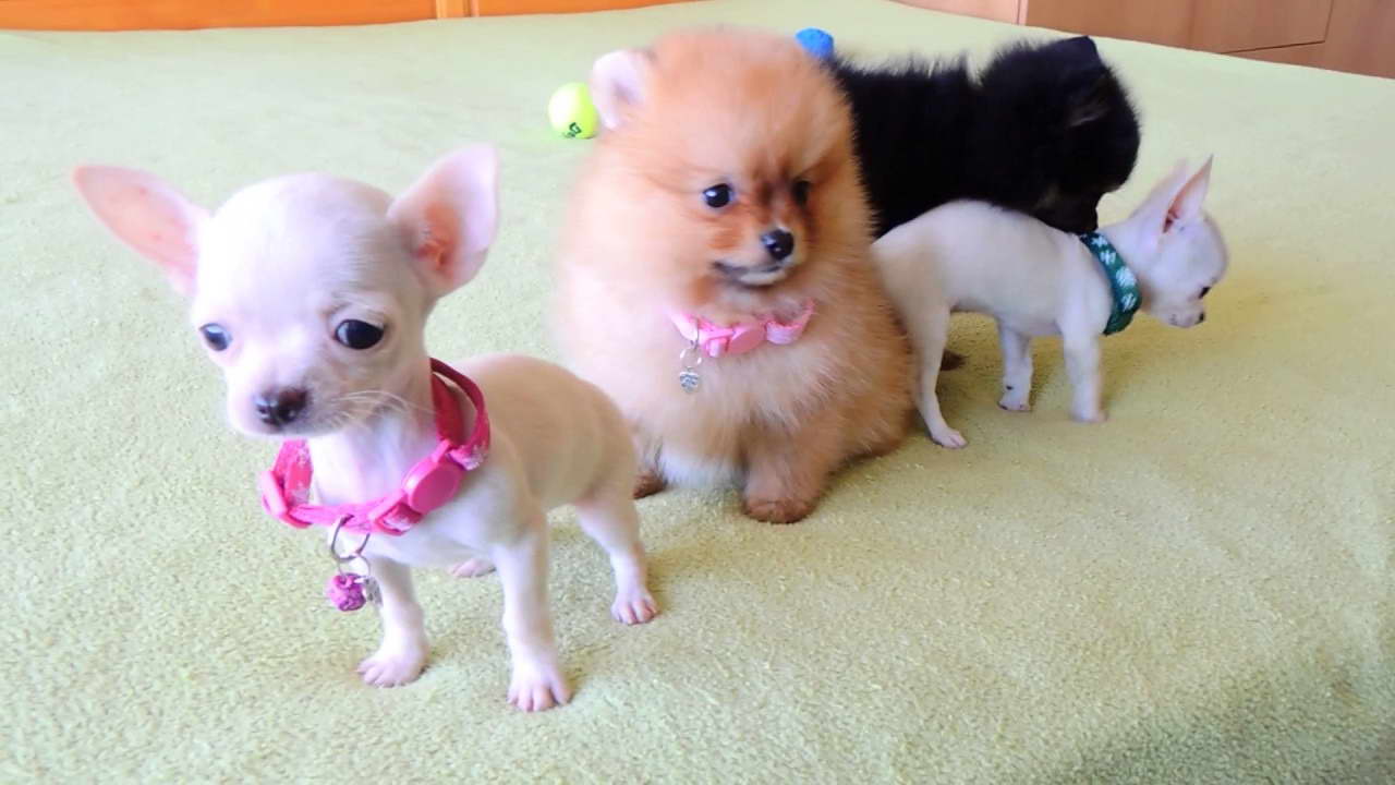 Chihuahua Puupies For Sale