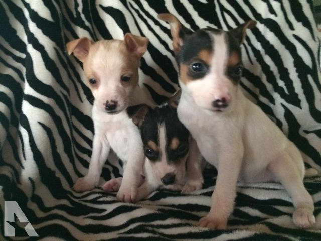 Chihuahua Rat Terrier Mix For Sale