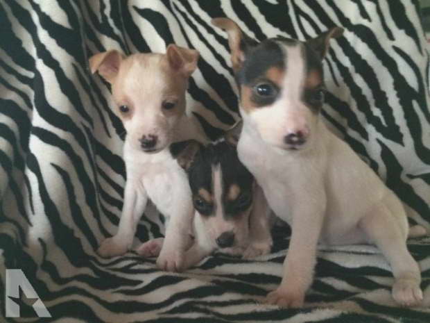 Chihuahua Rat Terrier Mix Puppies For Sale PETSIDI