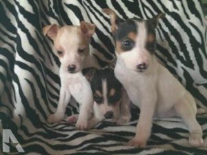 Chihuahua Rat Terrier Mix Puppies For Sale