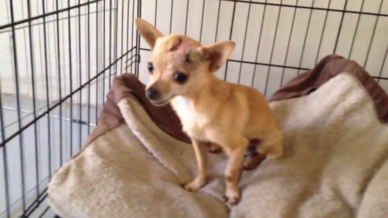 Chihuahua Recuse